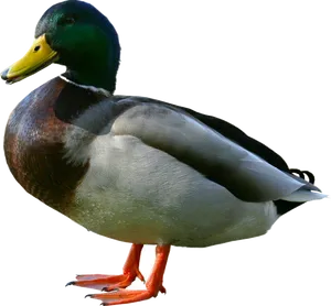 Mallard Duck Isolatedon Black PNG Image