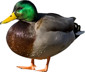 Mallard Duck Portrait PNG Image