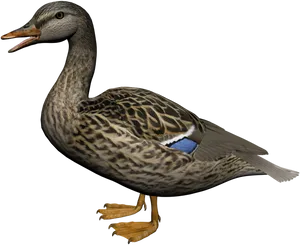 Mallard Duck Profile Black Background PNG Image