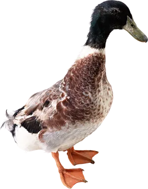 Mallard Duck Profile Black Background.jpg PNG Image