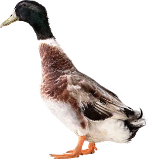 Mallard Duck Profile PNG Image