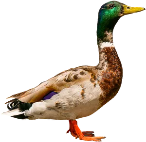 Mallard Duck Profile PNG Image