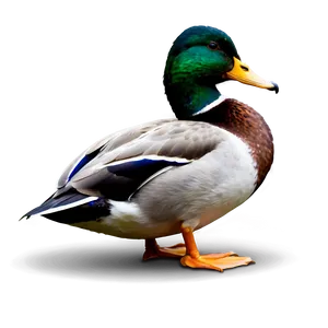 Mallard Duck Resting Png 2 PNG Image