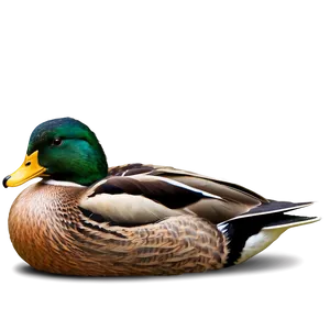 Mallard Duck Resting Png Hnb62 PNG Image