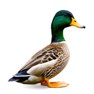 Mallard Duck Resting Png Hyq98 PNG Image