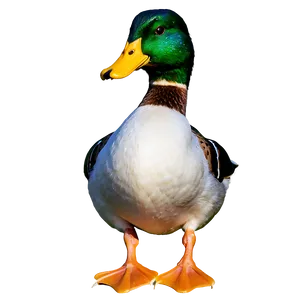 Mallard Duck Standing Png 06262024 PNG Image