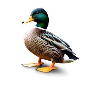 Mallard Duck Standing Png 06262024 PNG Image