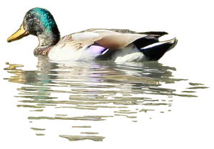 Mallard Duck Swimmingin Water PNG Image