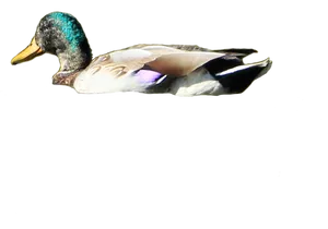 Mallard Duckin Flight PNG Image