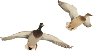 Mallard_ Ducks_ In_ Flight.png PNG Image