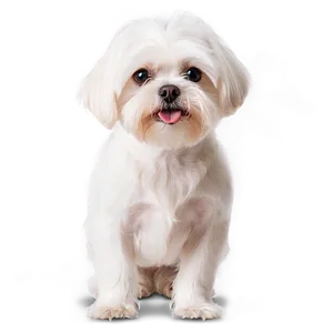 Maltese A PNG Image