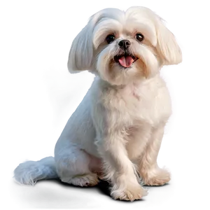 Maltese Breed Profile Png 06282024 PNG Image