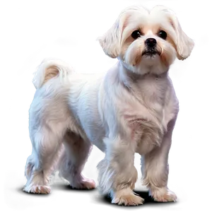 Maltese Breed Profile Png Noe PNG Image