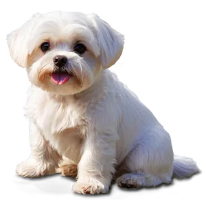 Maltese Dog Png 10 PNG Image