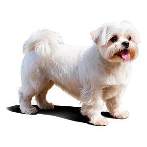 Maltese Dog Png 19 PNG Image