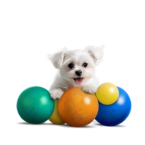 Maltese During Playtime Png 06282024 PNG Image