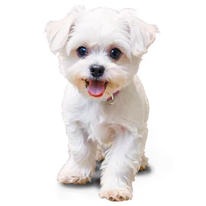 Maltese During Playtime Png Isj81 PNG Image