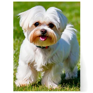 Maltese In Garden Png 97 PNG Image