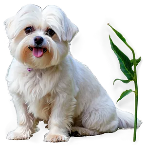 Maltese In Garden Png Atn PNG Image