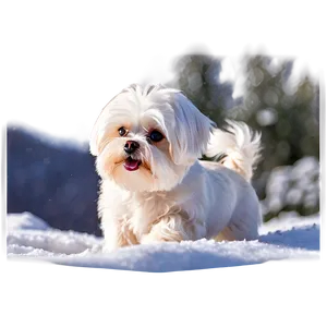 Maltese In Snow Png Tmp PNG Image