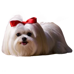 Maltese With Bow Png Ror78 PNG Image