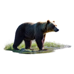 Mama Bear In Nature Scene Png 23 PNG Image