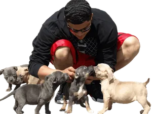 Man With Puppies Interaction PNG Image