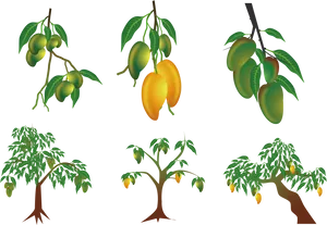 Mango Treeand Fruit Stages PNG Image