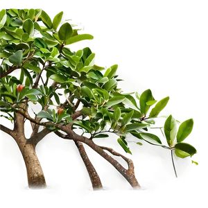 Mangrove D PNG Image