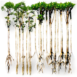 Mangrove Forest Aerial Roots Png Nmn PNG Image