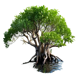 Mangrove Forest Aerial Roots Png Xip PNG Image