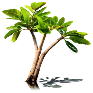 Mangrove Tree Propagules Png 31 PNG Image