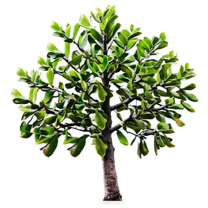 Mangrove Tree Propagules Png Fkl PNG Image