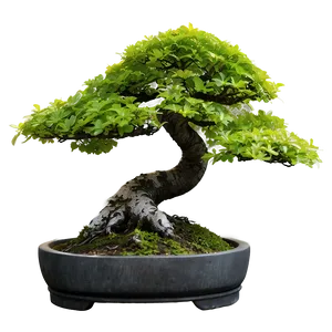 Maple Bonsai Tree Png 29 PNG Image