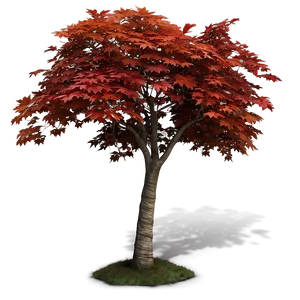 Maple Tree B PNG Image