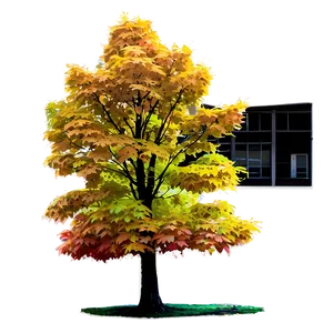 Maple Tree In Rural Field Png Heo PNG Image