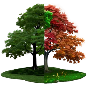 Maple Tree Through Seasons Png 28 PNG Image