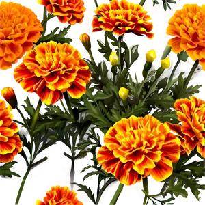 Marigold Flowers Png 92 PNG Image