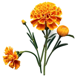 Marigold Flowers Png Mdm37 PNG Image