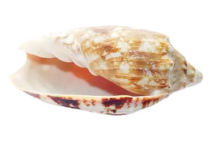 Marine Conch Shell PNG