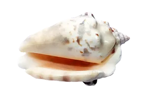 Marine Conch Shellon Black PNG