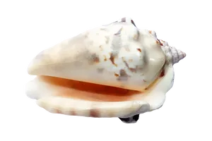 Marine Conch Shellon Black PNG Image