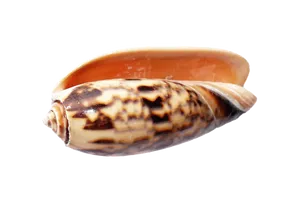 Marine Cone Snail Shell PNG