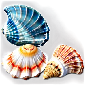 Marine Shells Set Png Fcc PNG Image