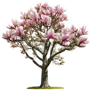 Mature Magnolia Tree Landscape Png Hxf3 PNG Image