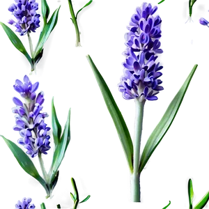 Medicinal Lavender Plant Png 06282024 PNG Image