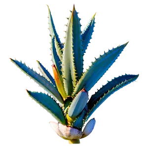 Mexican Agave Png 06282024 PNG Image