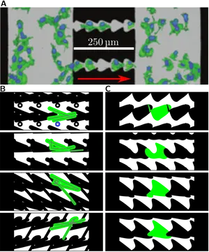 Microfluidic Device Flow Visualization PNG Image