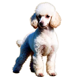 Miniature Poodle Graphic Png 06112024 PNG Image