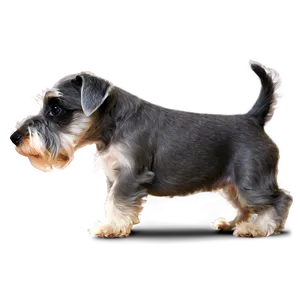 Miniature Schnauzer Puppy Png 70 PNG Image